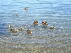 IMG-20100824-135303 : July-21-29-2010