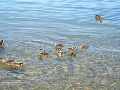 IMG-20100824-135327 : July-21-29-2010