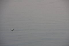 IMG-20100826-074409