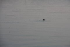 IMG-20100826-074521