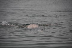 IMG-20100826-164254
