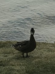 IMG 7921
